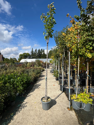 ARBRE / Pot de 25 litres - Hauteur 200/300cm - Circonférence 8/10cm