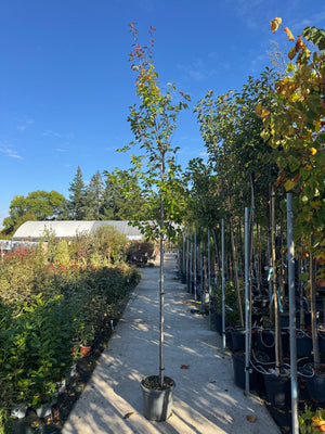 ARBRE / Pot 20 litres - Hauteur 200/300cm - Circonférence 8/10cm