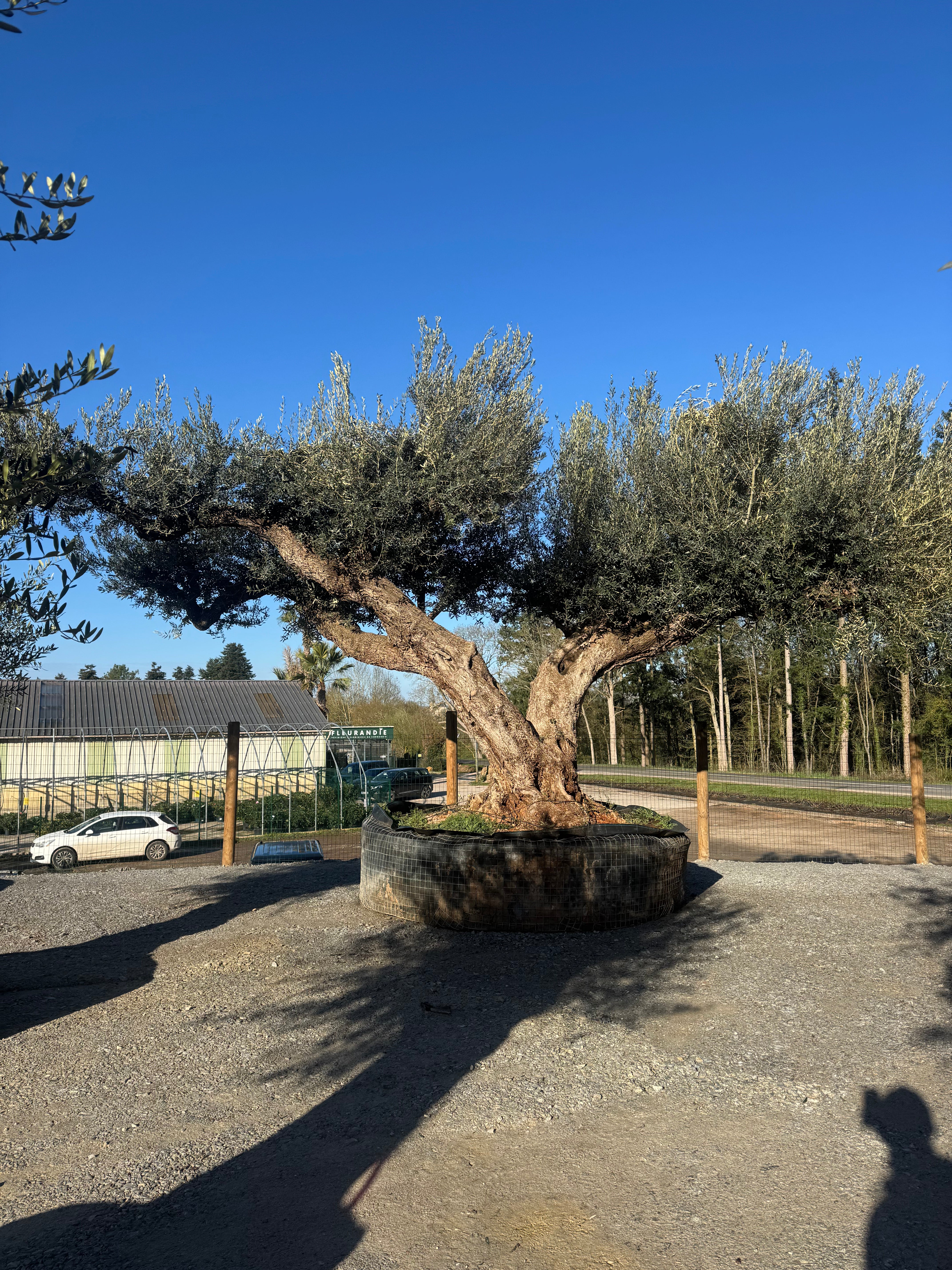 OLIVIER EXEMPLAIRE PEO 673