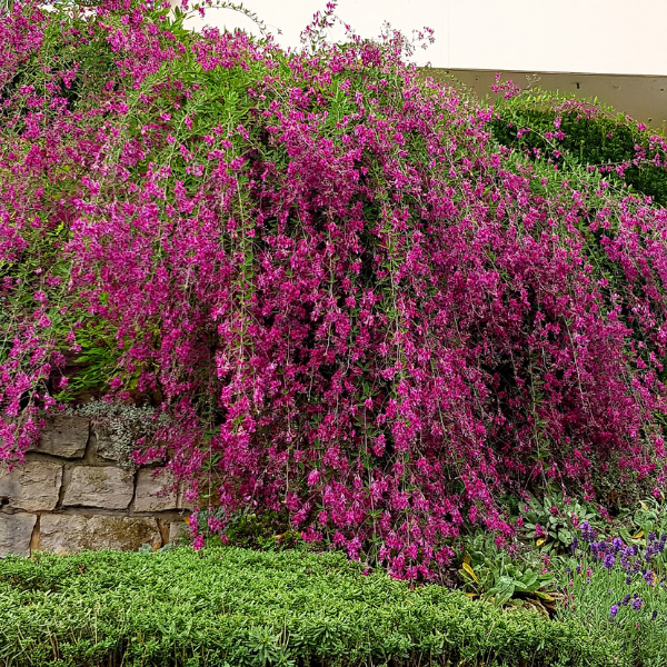 Lespedeza thunbergii