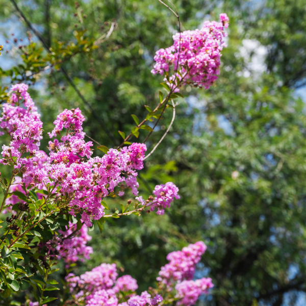 Lilas des Indes petit rose - Lagerstromia Indica Petit Pink