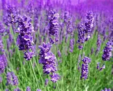 Lavande vraie - Lavandula angustifolia