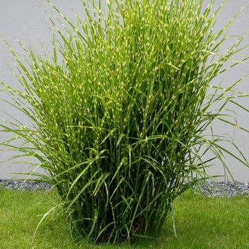 Roseau de Chine Strictus - Miscanthus sinensis Strictus