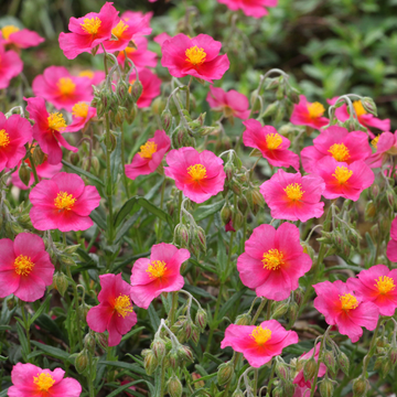 Hélianthème 'Ben Hope' - Helianthemum 'Ben Hope'