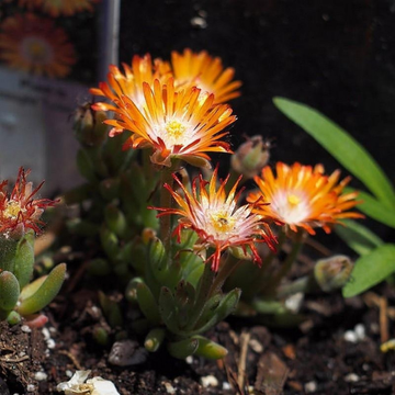 Pourpier Vivace Bicolore Orange et Crème - Delosperma ‘Jewel Of Desert Topaz'