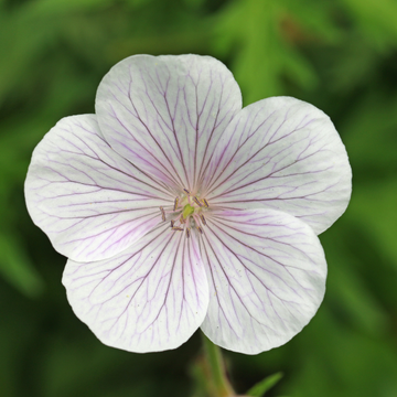 Géranium Sanguineum Lancastriense