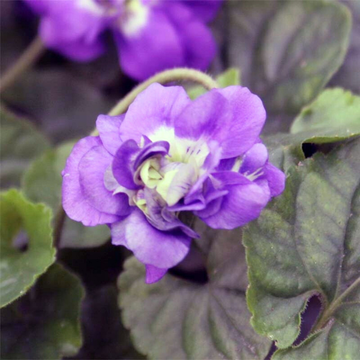 Violette de Toulouse - Viola odorata plena