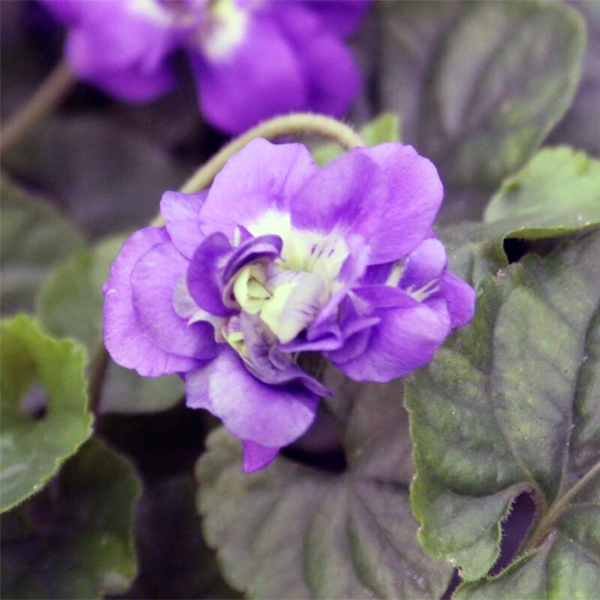 Violette de Toulouse - Viola odorata plena