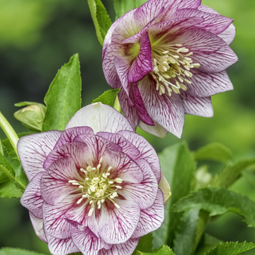 hellébore Lily - Helleborus Lily