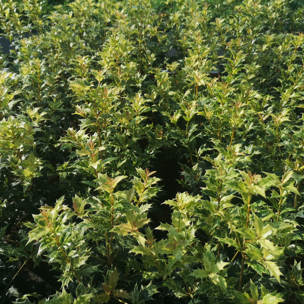 Osmanthe à Feuilles de Houx - Osmanthus Aquifolium