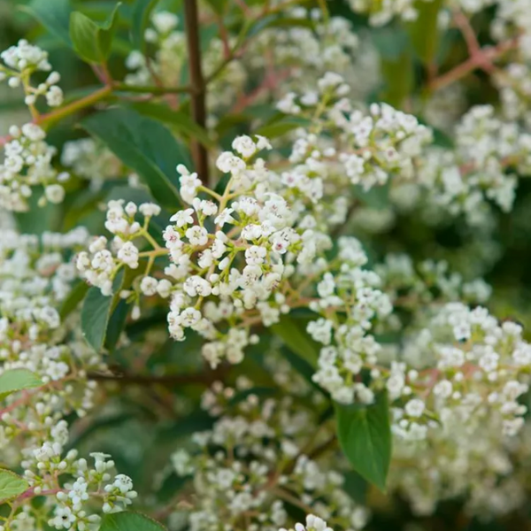 Viorne 'Winton' - Viburnum hillieri 'Winton'