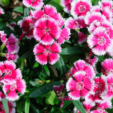 Oeillet Beauties Olivia Wild - Dianthus Beauties Olivia Wild