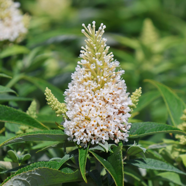 Arbre aux papillons 'Butterfly Candy' Blanc -  Buddleja davidii 'Butterfly Candy' White