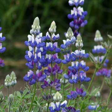 Lupin nain bleu et blanc -  ‘Gallery Blue'
