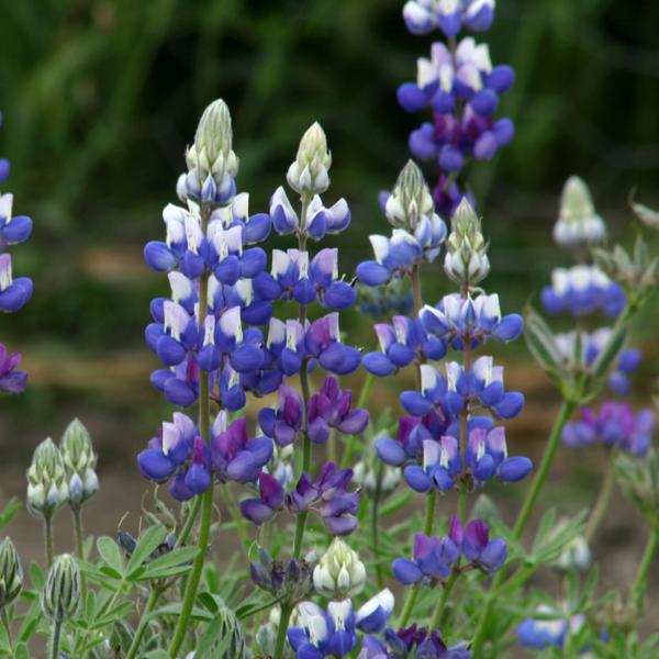 Lupin nain bleu et blanc -  ‘Gallery Blue'