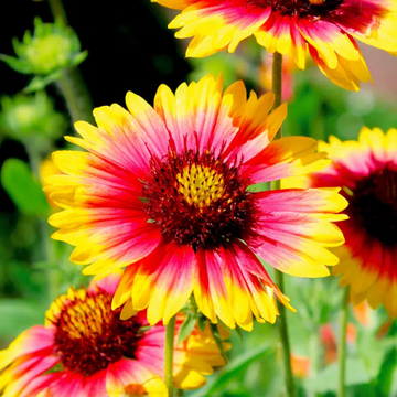 Gaillarde variée