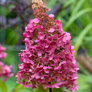 Hortensia Paniculé 'Mega Mindy'® - Hydrangea Paniculata 'Mega Mindy®'