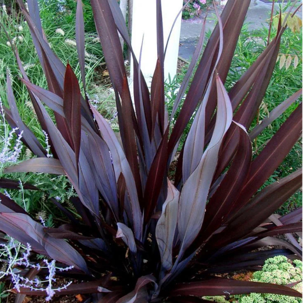Phormium Black Adder