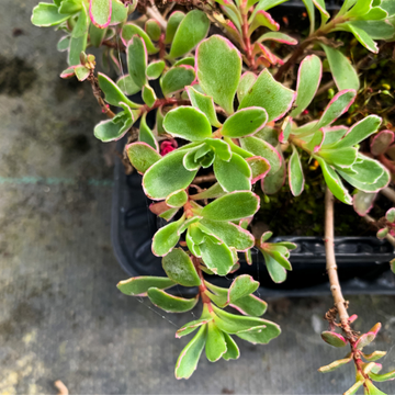 Sedum panaché vert blanc et rose - Sedum spurium 'Tricolor'