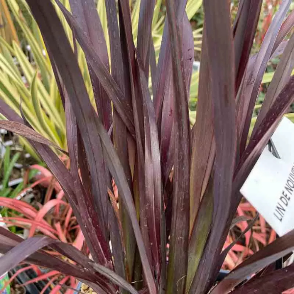 Phormium Black Adder