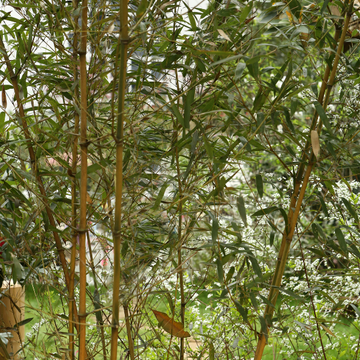 Bambusa Phyllostachys Spectabilis