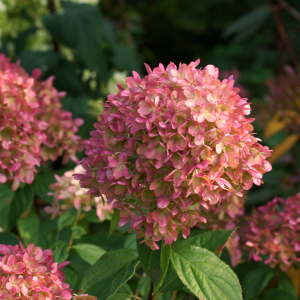 Hortensia paniculé 'Petite Star ' - Hydrangea paniculata 'Petite Star '