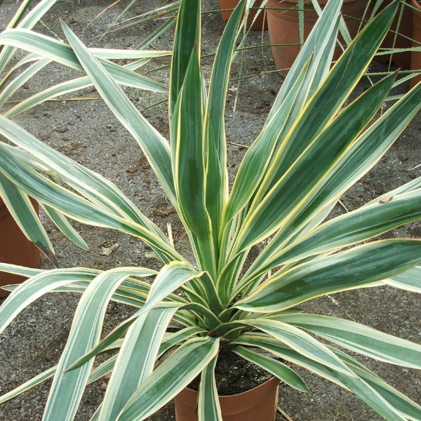 Yucca Filamentosa Variegata