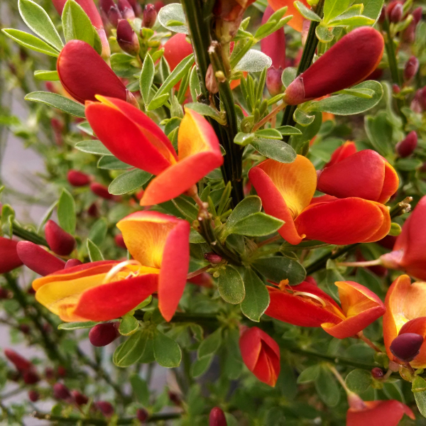 Genêt 'Lena' - Cytisus 'Lena'