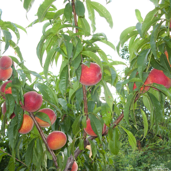 Pêcher 'Redhaven' - Prunus persica 'Redhaven'
