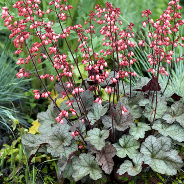 Heuchère 'Berry Timeless' - Heuchera 'Berry Timeless'
