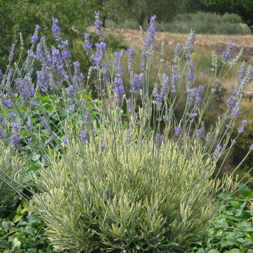 Lavande panachée à floraison bleu clair - Lavandula angustifolia platinum blonde