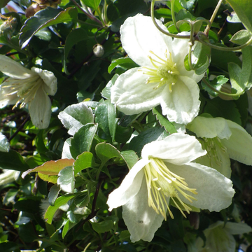 Clematis Cirrhosa Wisley Cream