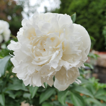 Pivoine de Chine 'Duchesse de Nemours' - Paeonia lactiflora 'Duchesse de Nemours'