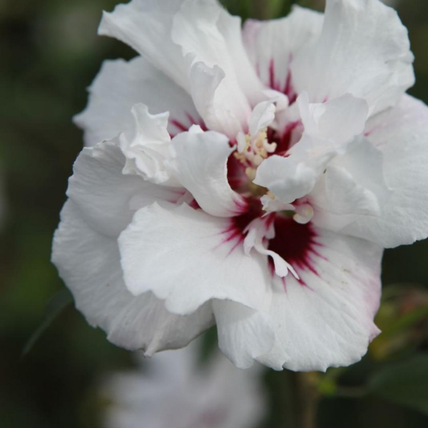 Hibiscus Lady - Hibiscus Syriacus 'Lady'