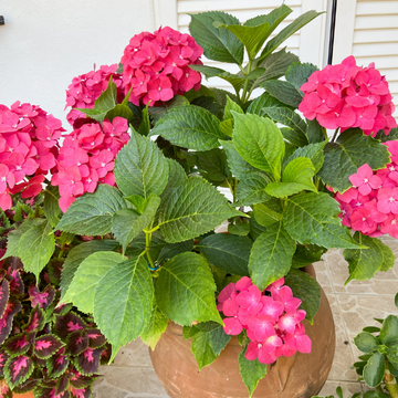 Hortensia Macrophylla  'Alpenglühen' - Hydrangea Macrophylla 'Alpenglühen'