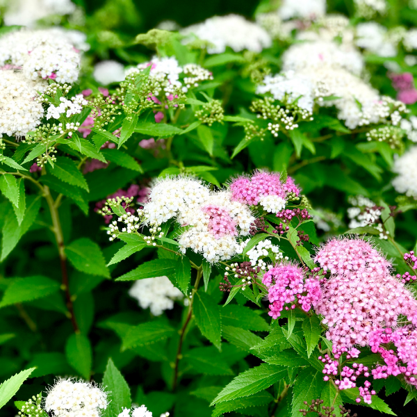 Spirée japonaise 'Shirobana' - Spiraea japonica 'Shirobana'