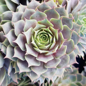 Joubarbe à rosette bleu - Sempervivum CHICK CHARMS 'Berry Blues'