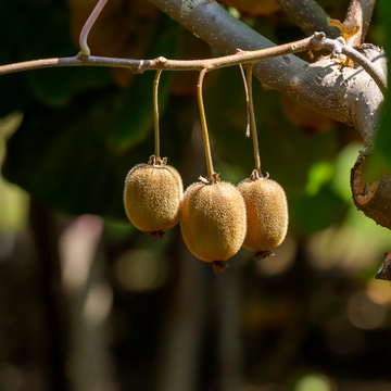 Kiwi mâle, actinidier 'Atlas' - Actinidia chinensis 'Atlas'