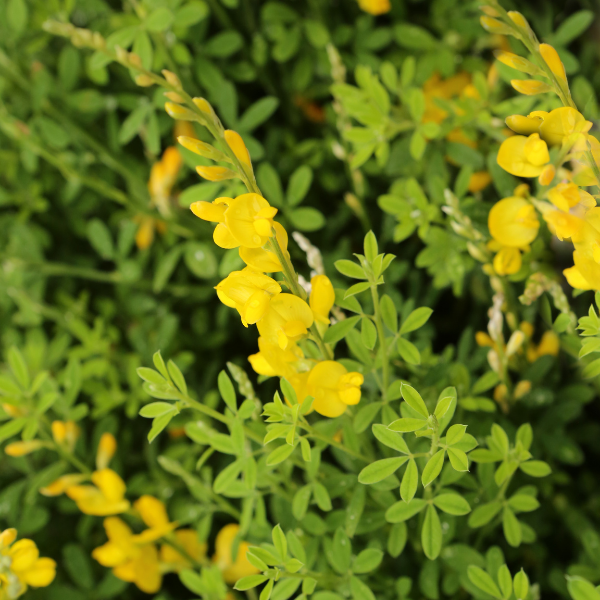 Genet Racemosus - Genista Racemosus