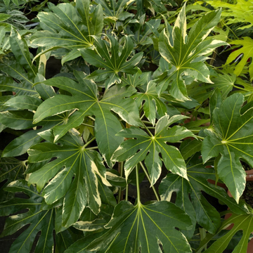 Fastia Japonica Variegata