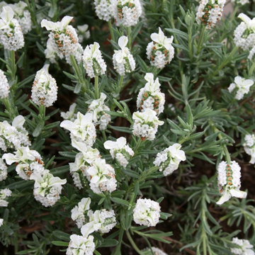 Lavande papillon 'Snowman' - Lavandula stoechas 'Snowman'