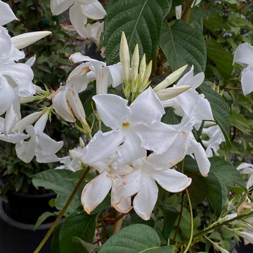 Mandevilla Laxa