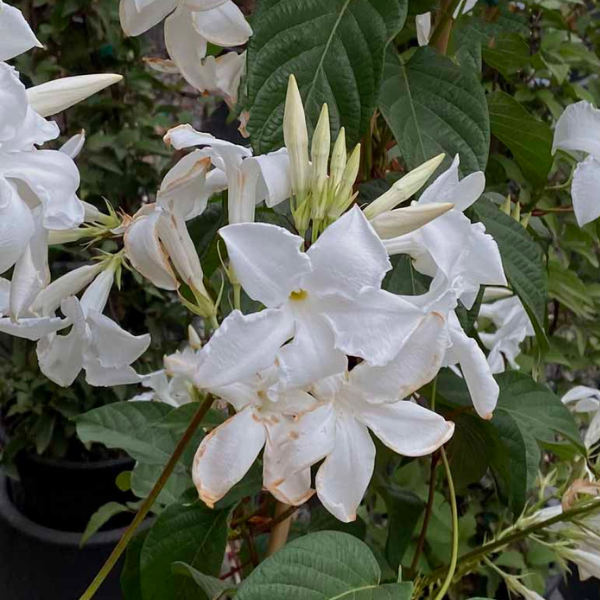 Mandevilla Laxa