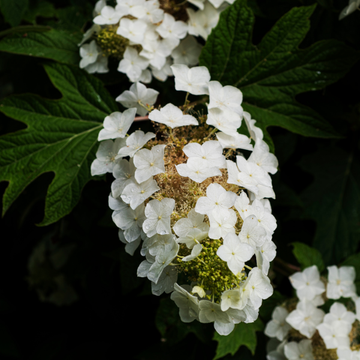 Hortensia 'Teller Blanc' - Hydrangea macrophylla 'Teller White '
