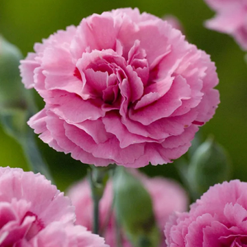 Oeillet mignardise 'Valda Wyatt' - Dianthus barbatus 'Valda Wyatt'