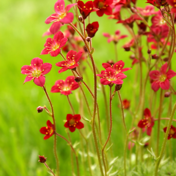Saxifrage Arendssii Highlander Rouge - Saxifraga Arendsii Highlander Red