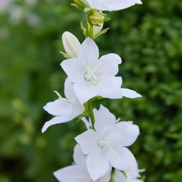 Campanule des murets blanche - Campanula poscharskyana 'alba'