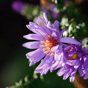 Aster nain 'Alice Haslam' - Aster Dumosus 'Alice Haslam'