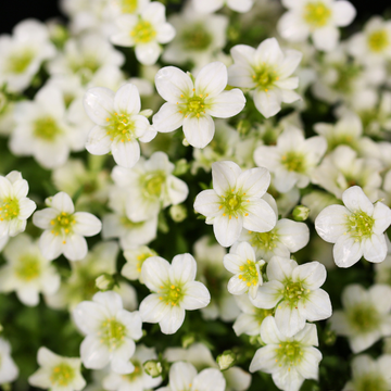 Saxifrage blanc -  alpino early white