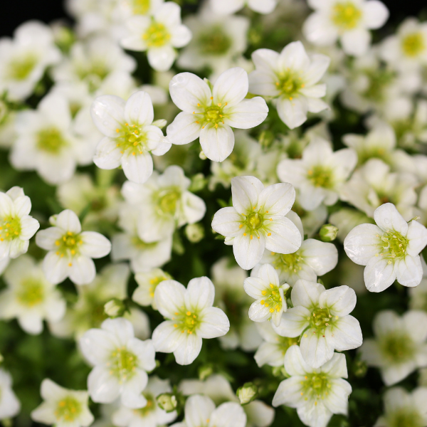 Saxifrage blanc -  alpino early white